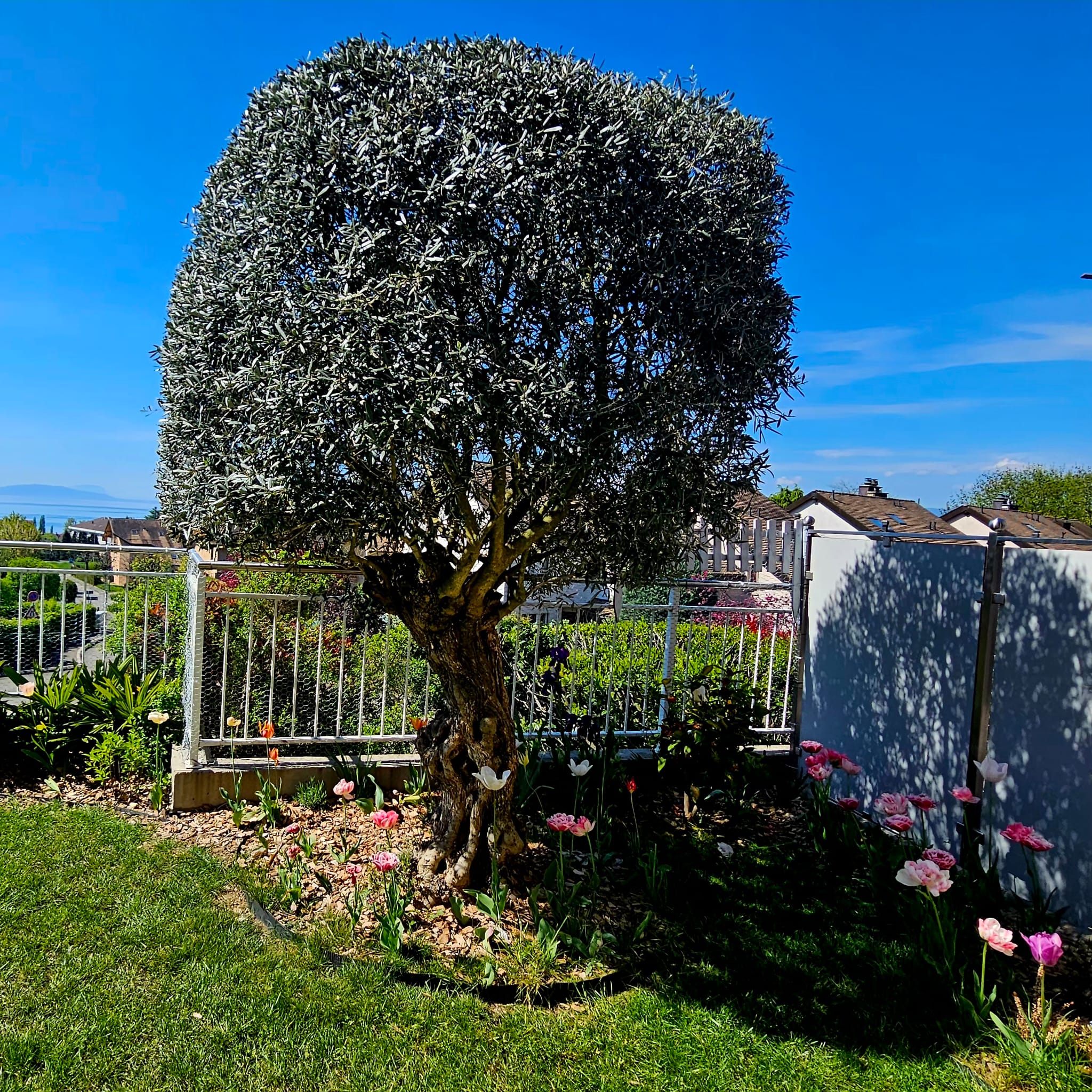 Taille arbres