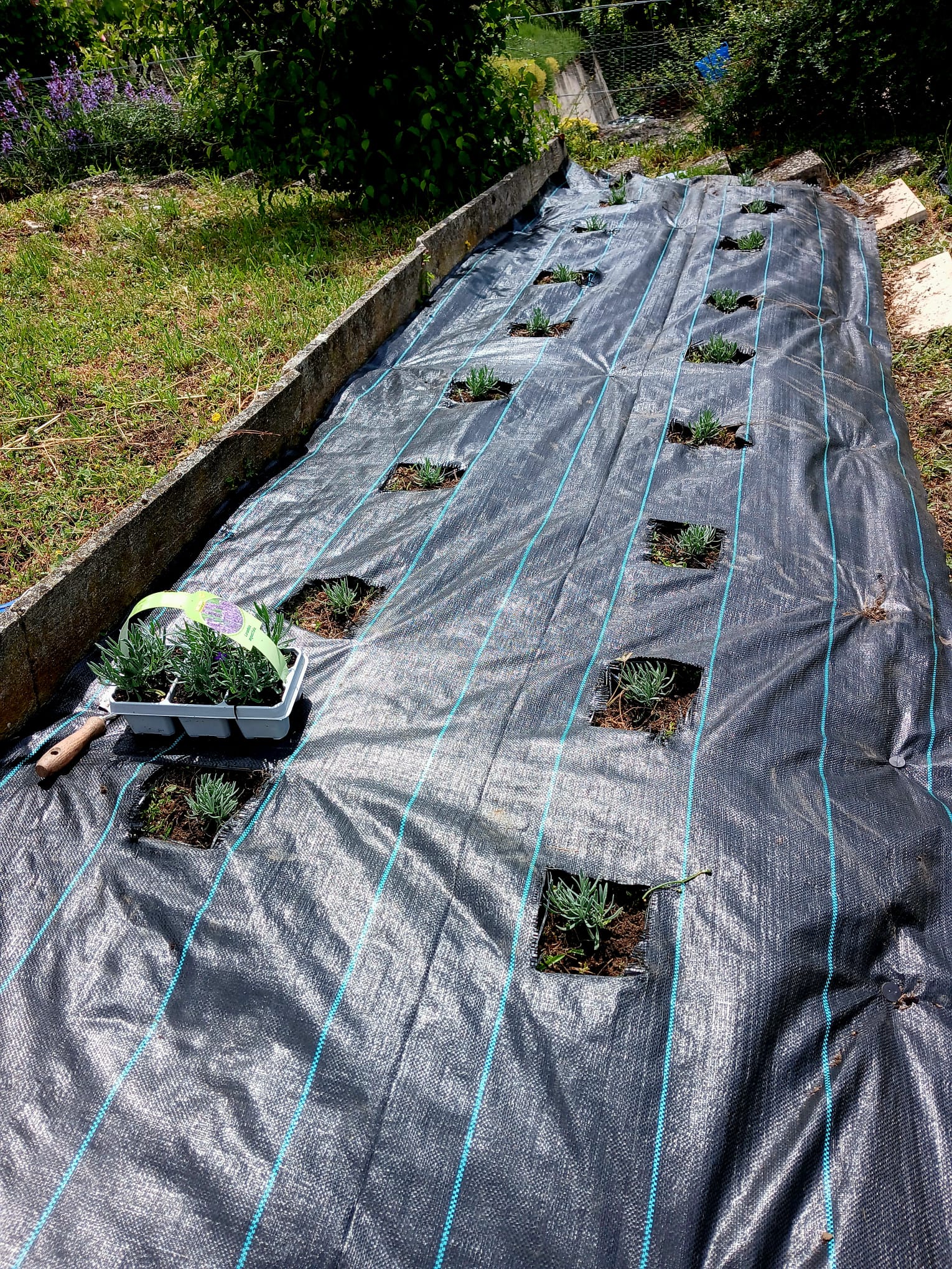 Plantation de talus de lavande